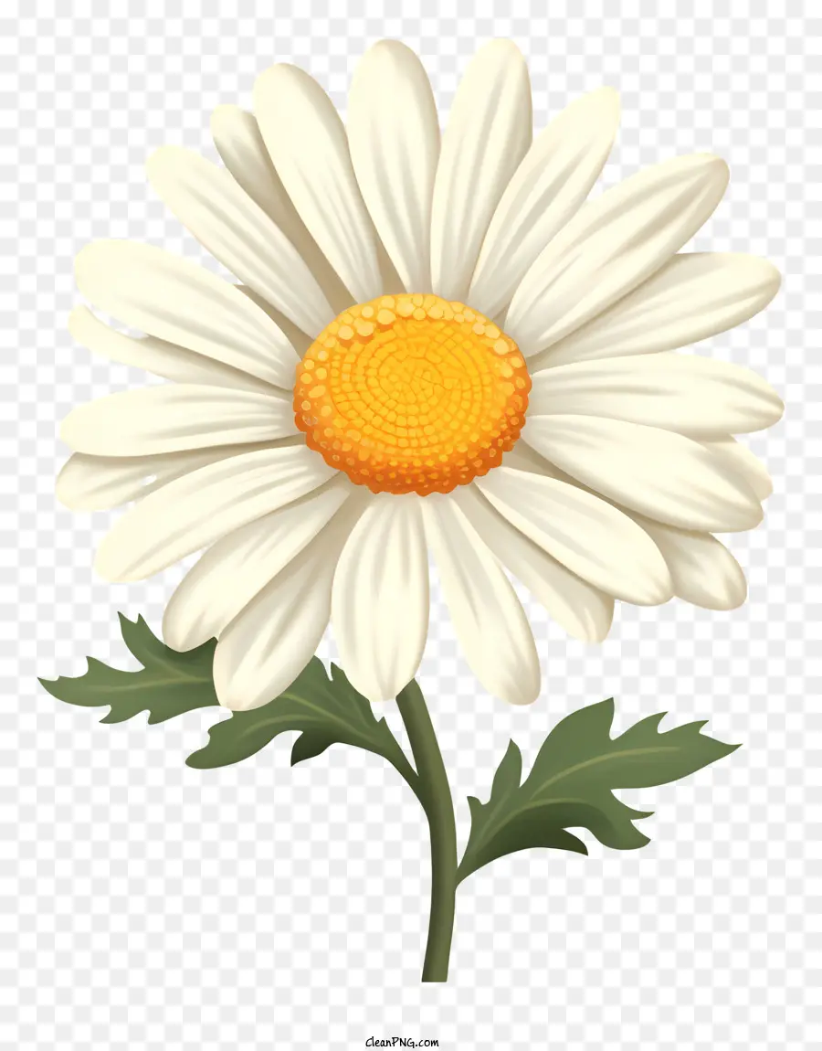 Fleur De Marguerite，Pétales Jaune PNG