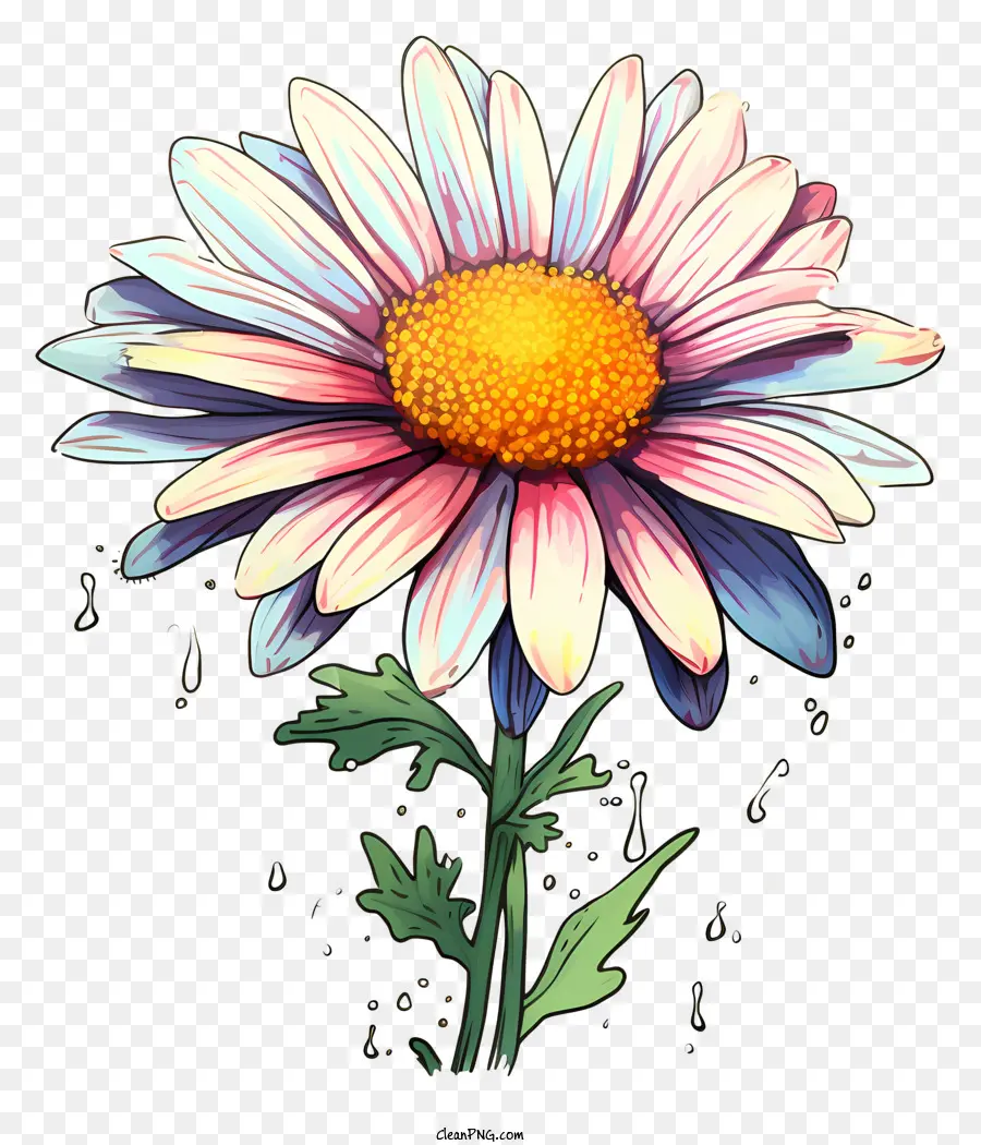 Marguerite Rose，Fleur PNG