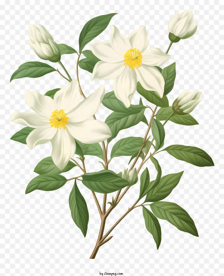 Fleur Blanche，Fleurs Blanches PNG