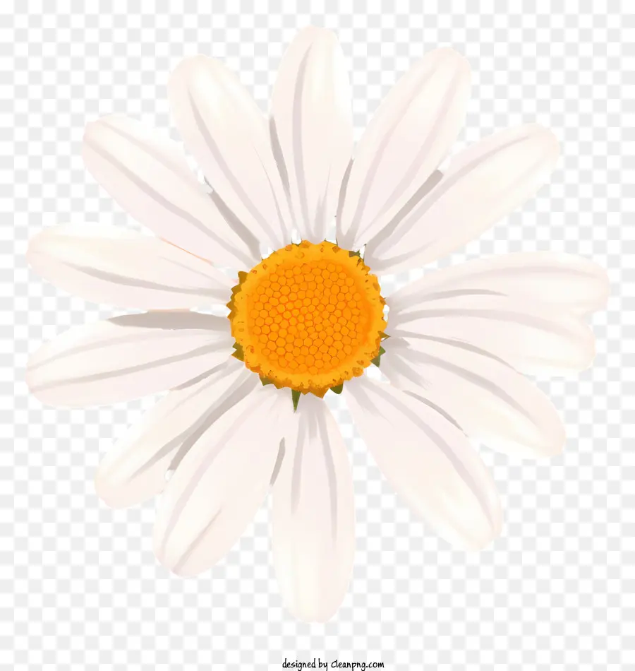 Fleur De Marguerite，Daisy Blanche PNG