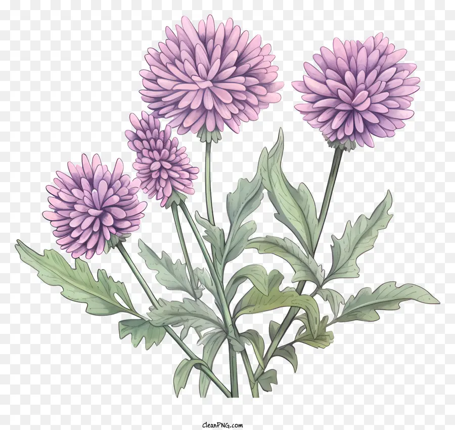Violet Chrysanthèmes，Fleurs De Floraison Complètes PNG