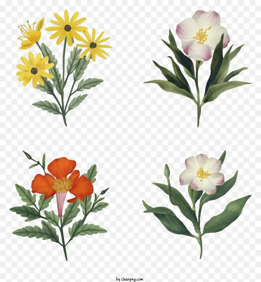 Illustrations à L'aquarelle，Fleurs PNG