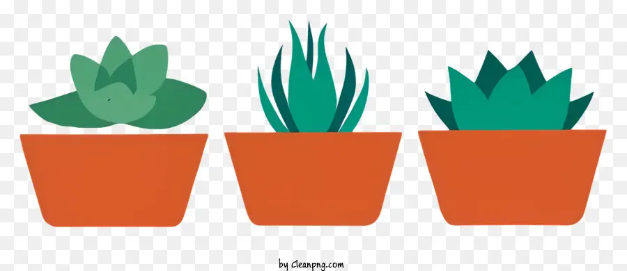 Plantes En Pot，Plantes Succulentes PNG