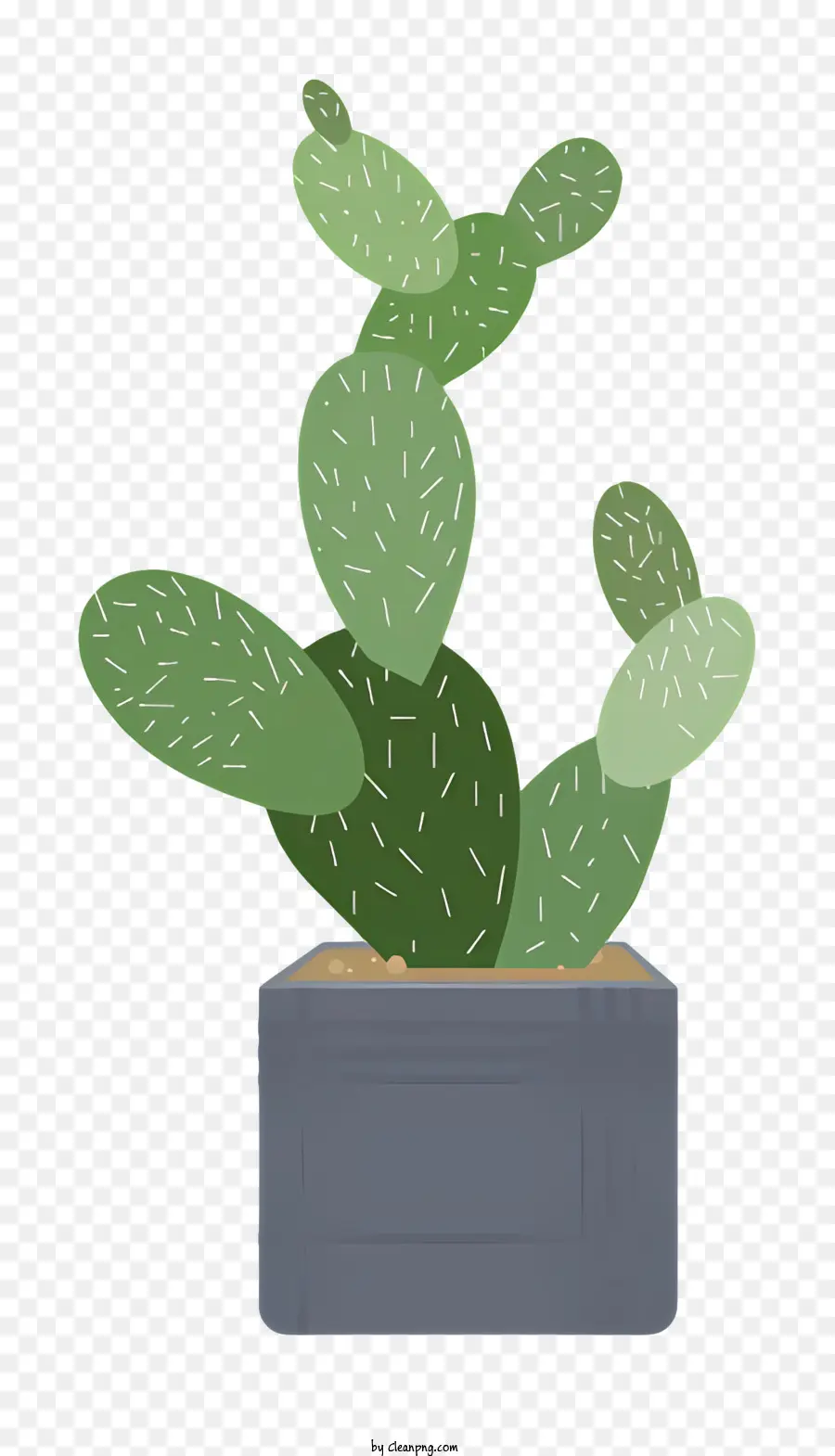 Cactus，Les Soins Des Plantes PNG