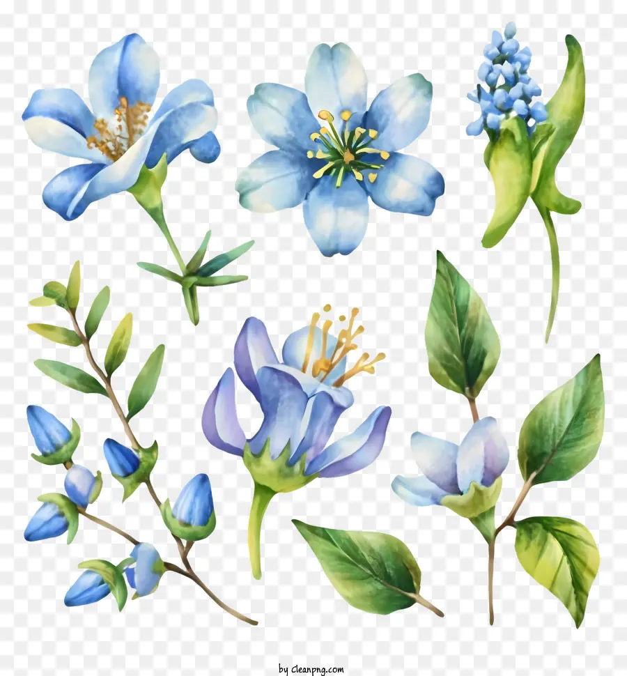 Aquarelle Fleurs Bleues，Bouquet PNG