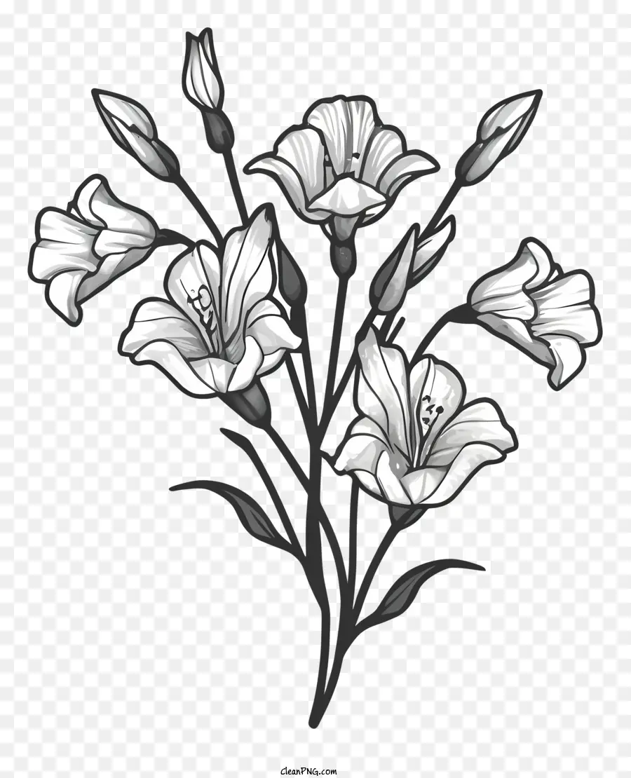 Lys Blancs，Bouquet PNG