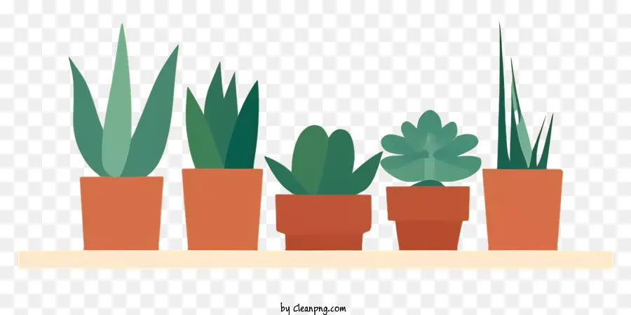 Les Plantes Succulentes，Arrangement De Plantes Intérieures PNG