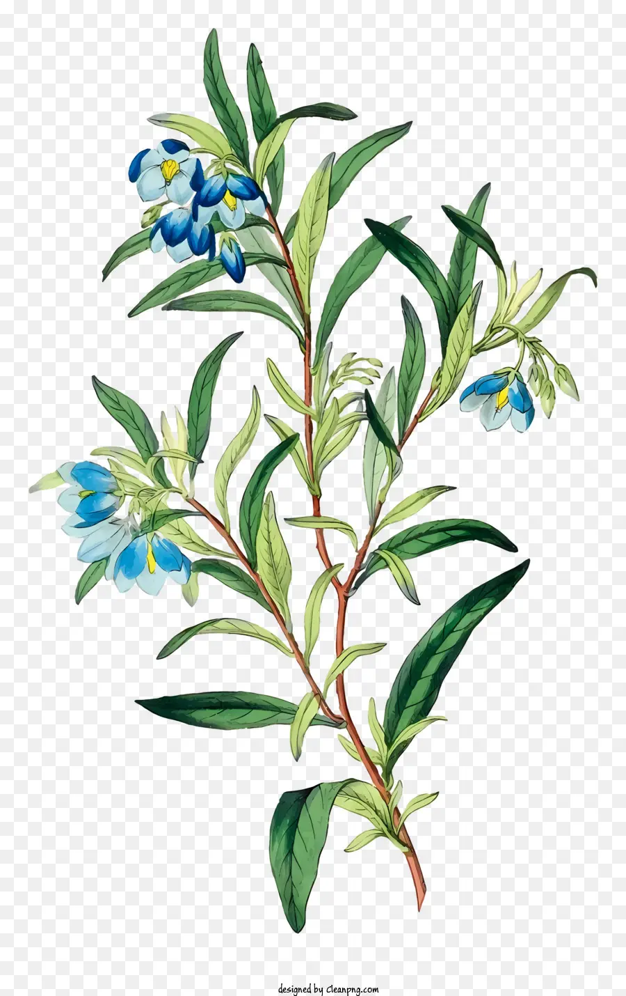 Branche，Fleurs Bleues Et Violettes PNG