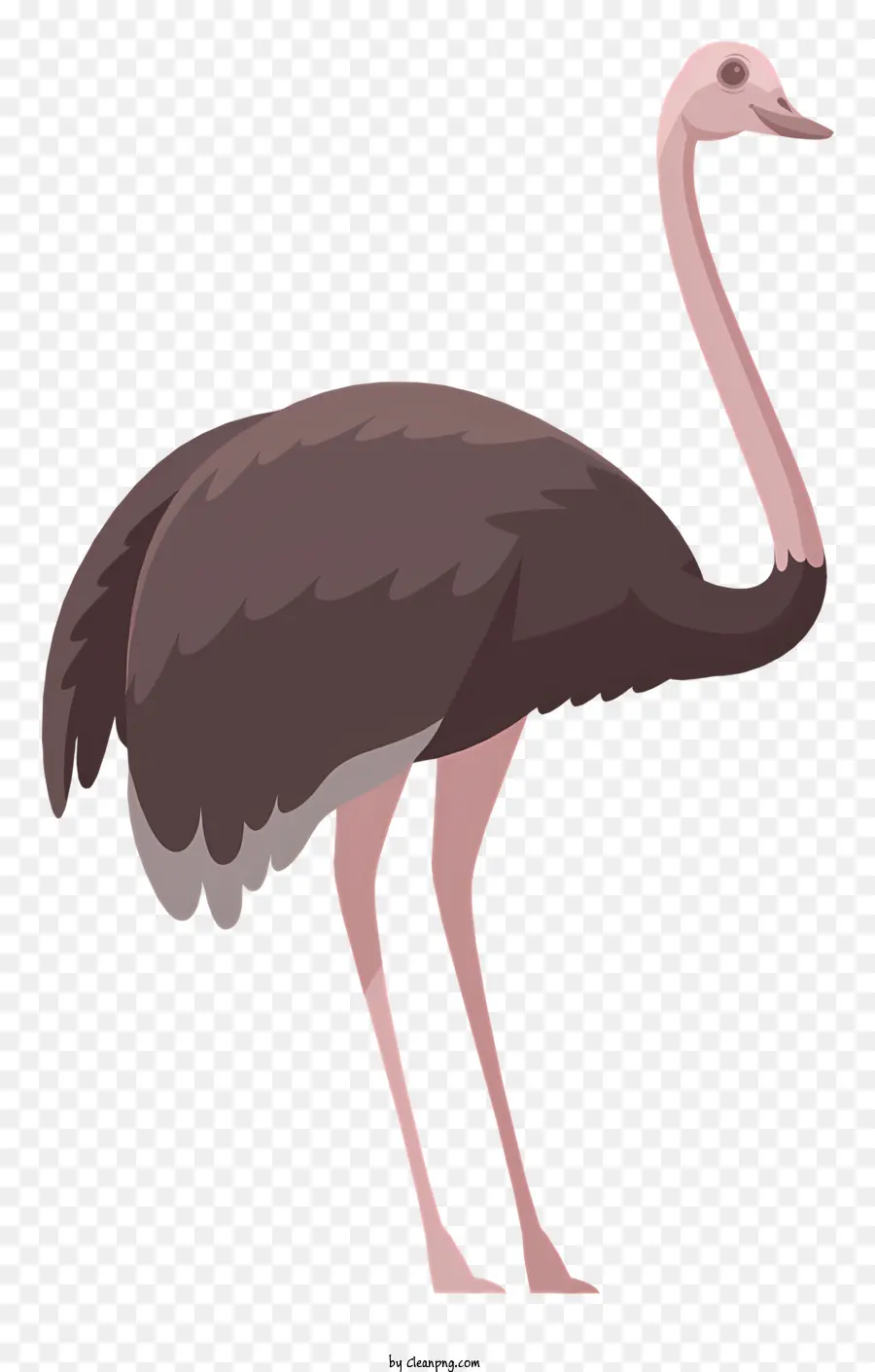 Autruche，Grand Oiseau PNG