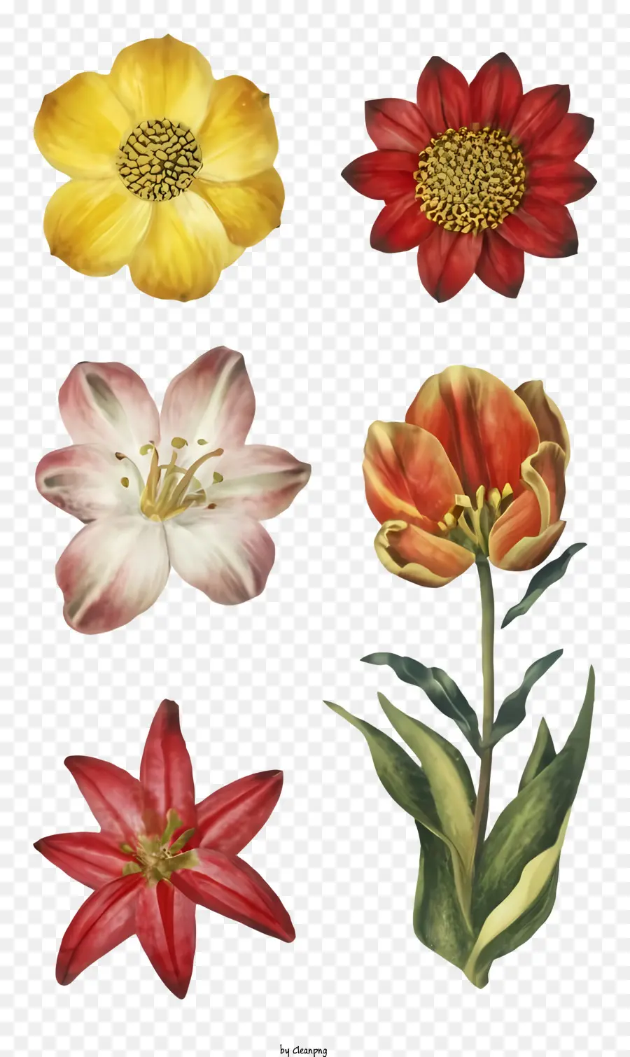 Peintures à L'aquarelle，Fleurs Colorées PNG