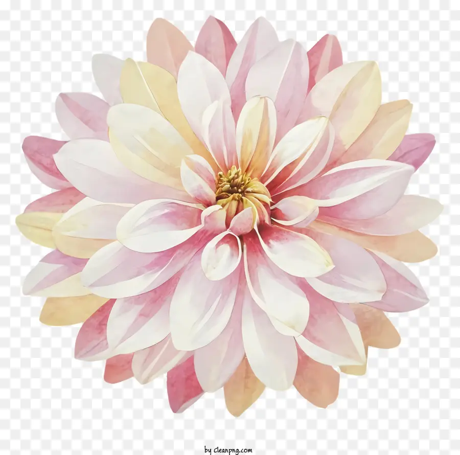 Fleur Rose，Grande Fleur PNG