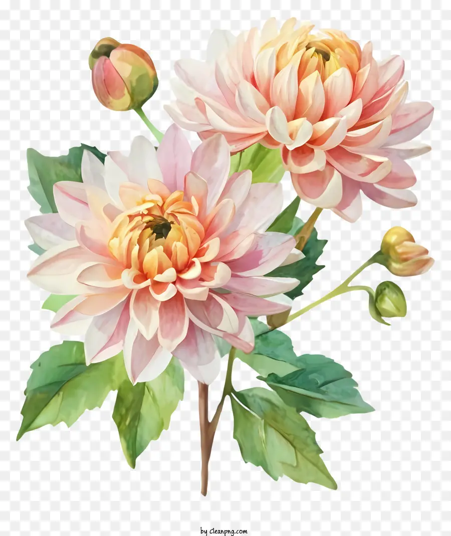Fleurs De Dahlia Rose，Peinture à L'aquarelle PNG