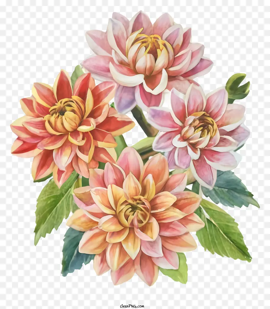 Dahlia à Fleurs，Fleurs Colorées PNG