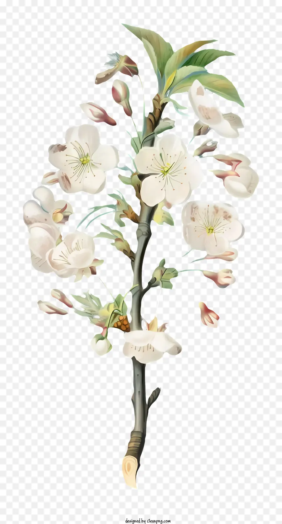 Cerisier En Fleur，Fleurs Blanches PNG