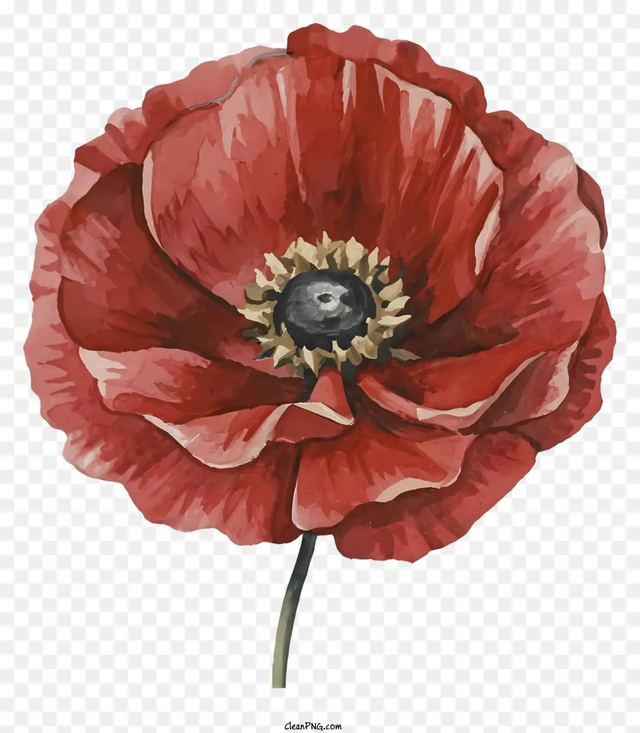 Fleur De Coquelicot Rouge，Coquelicot Rouge PNG