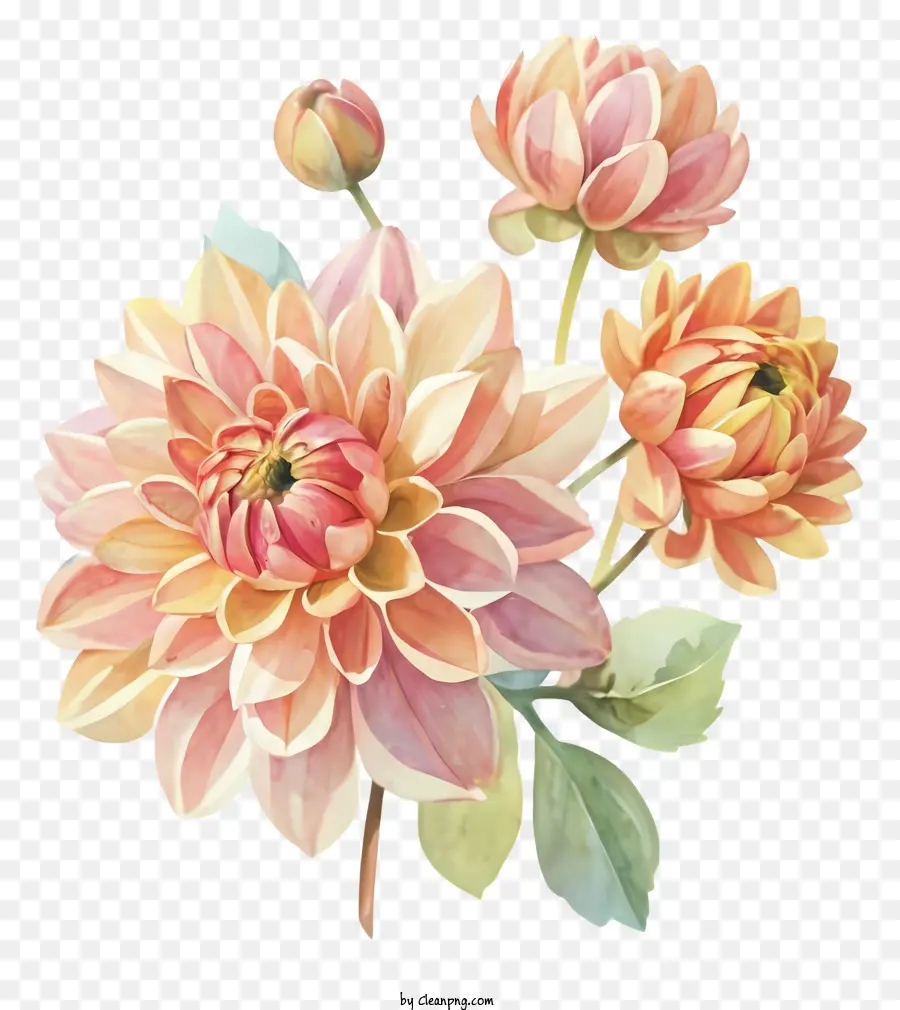 Fleurs De Dahlia Rose，Fleurs D'orange Dahlia PNG