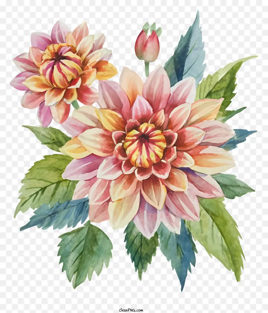 Fleurs De Dahlias，Fleur Colorée PNG