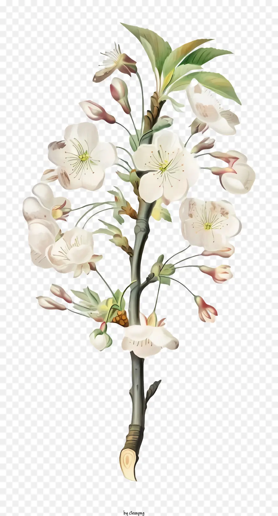 Peinture，Fleur De Cerisier PNG