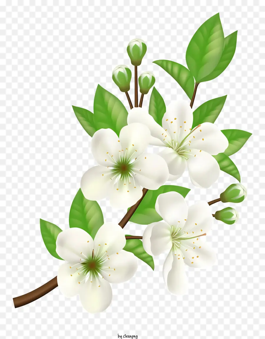 Branche à Fleurs Blanches，Fleurs Blanches PNG