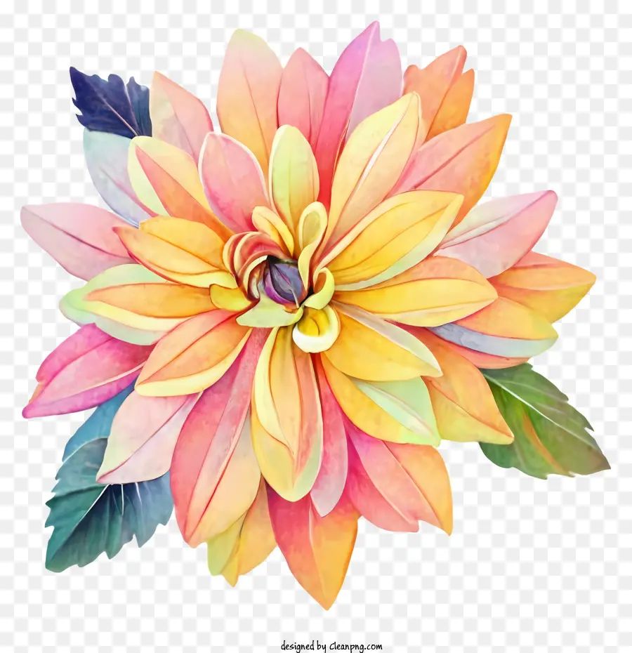 Fleur De Dahl，Des Pétales Colorés PNG