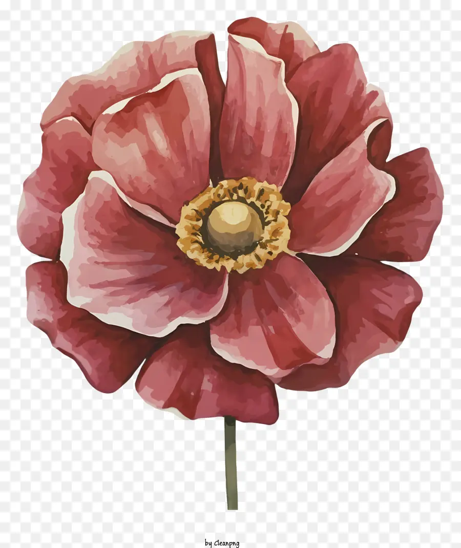 Peinture De Pavot Rose，Fleur Peinture PNG