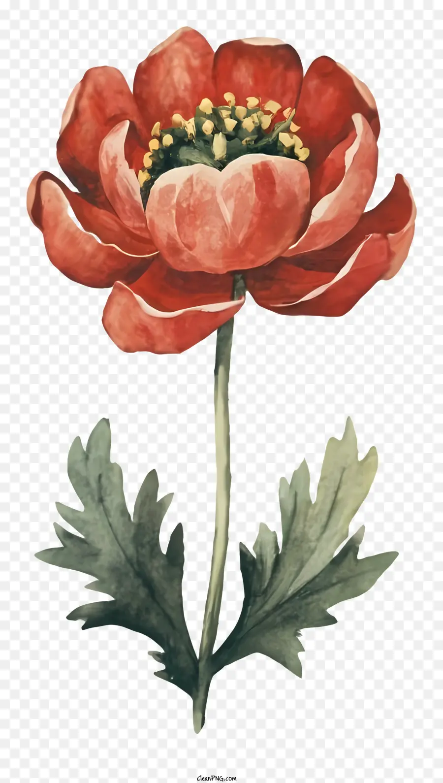 Peinture à L'aquarelle，Fleur Rouge PNG