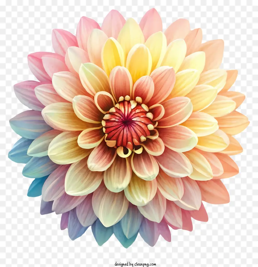 Dahlia Fleur，Fleur Multicolore PNG