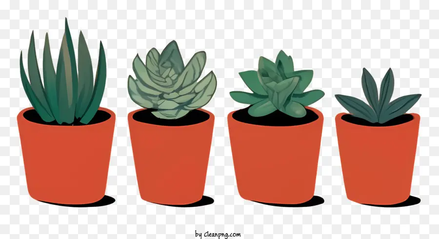 Plantes En Pot，Plantes Succulentes PNG