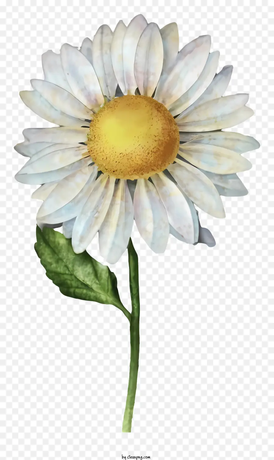 Marguerite，Marguerite Blanche PNG