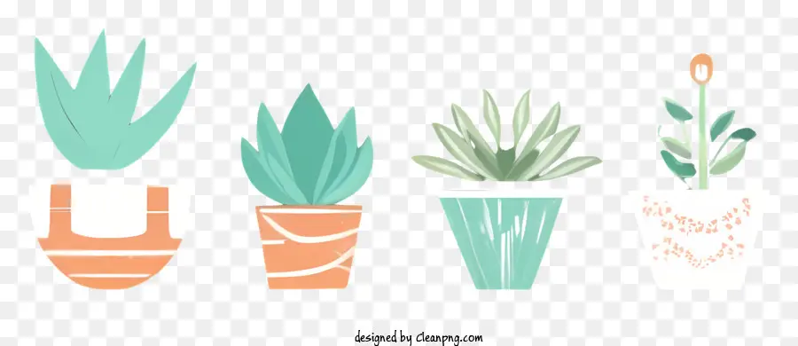 Plantes En Pot，Succulent PNG