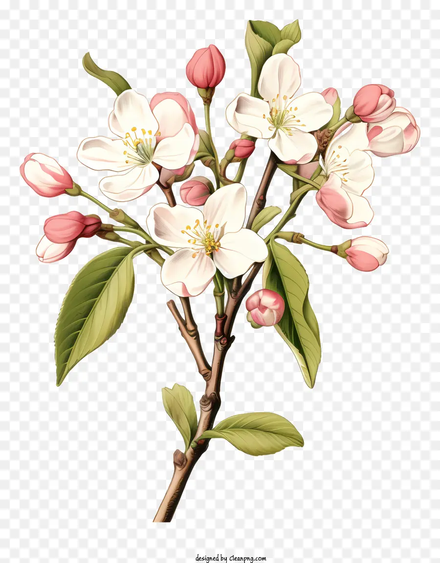 Branche D'arbre，Fleurs En Fleurs PNG