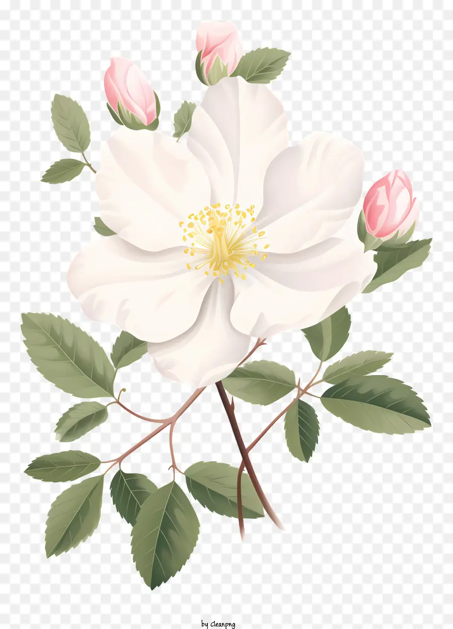 Rose Blanche，Des Pétales De Rose PNG