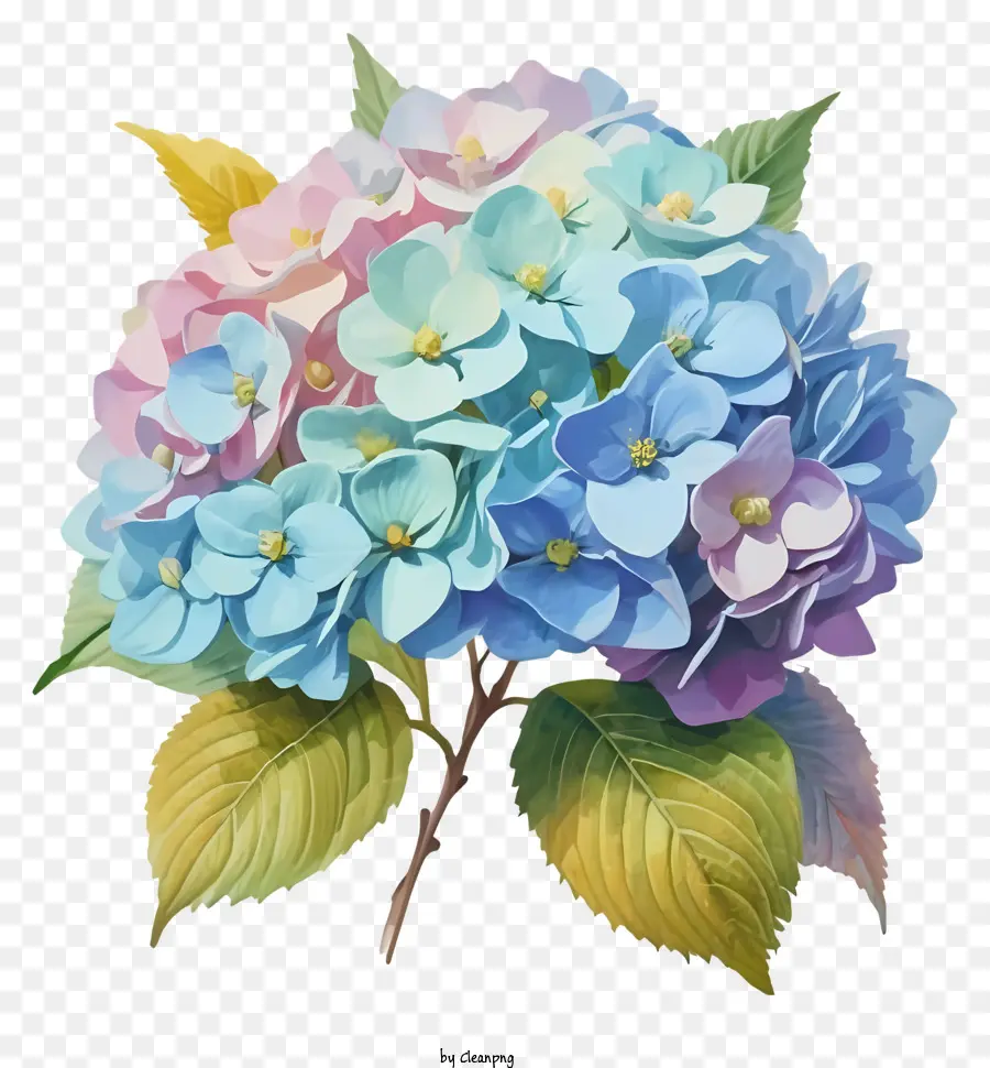 Fleur Colorée，Hortensia Bleu PNG