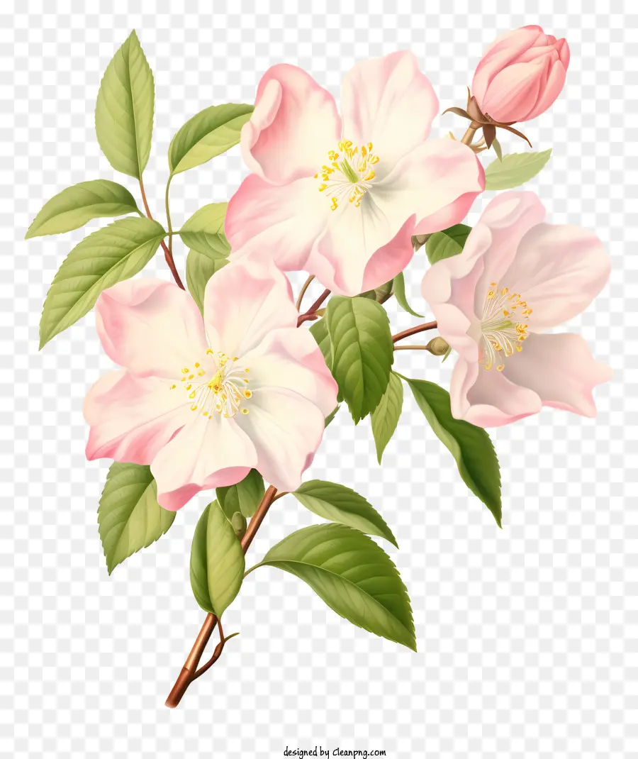 Pommier Rose，Bloom PNG