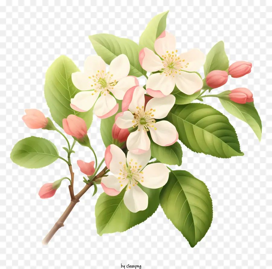 Fleurs De Pommiers，Branche En Fleurs PNG