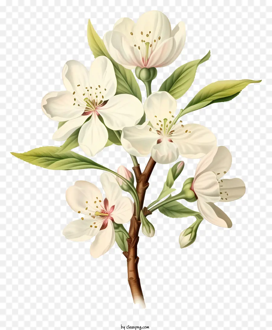 Branche D'arbre，Fleurs Blanches PNG