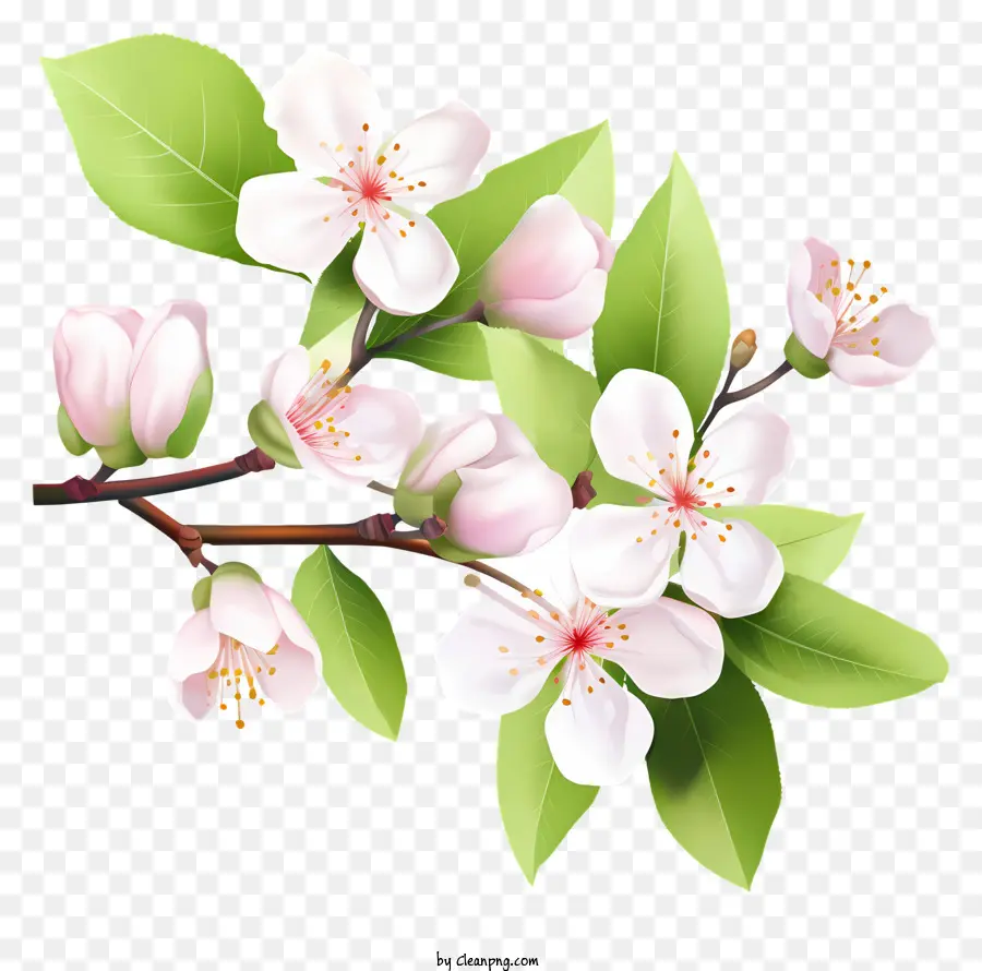 Branche D'arbre，Fleurs Blanches PNG