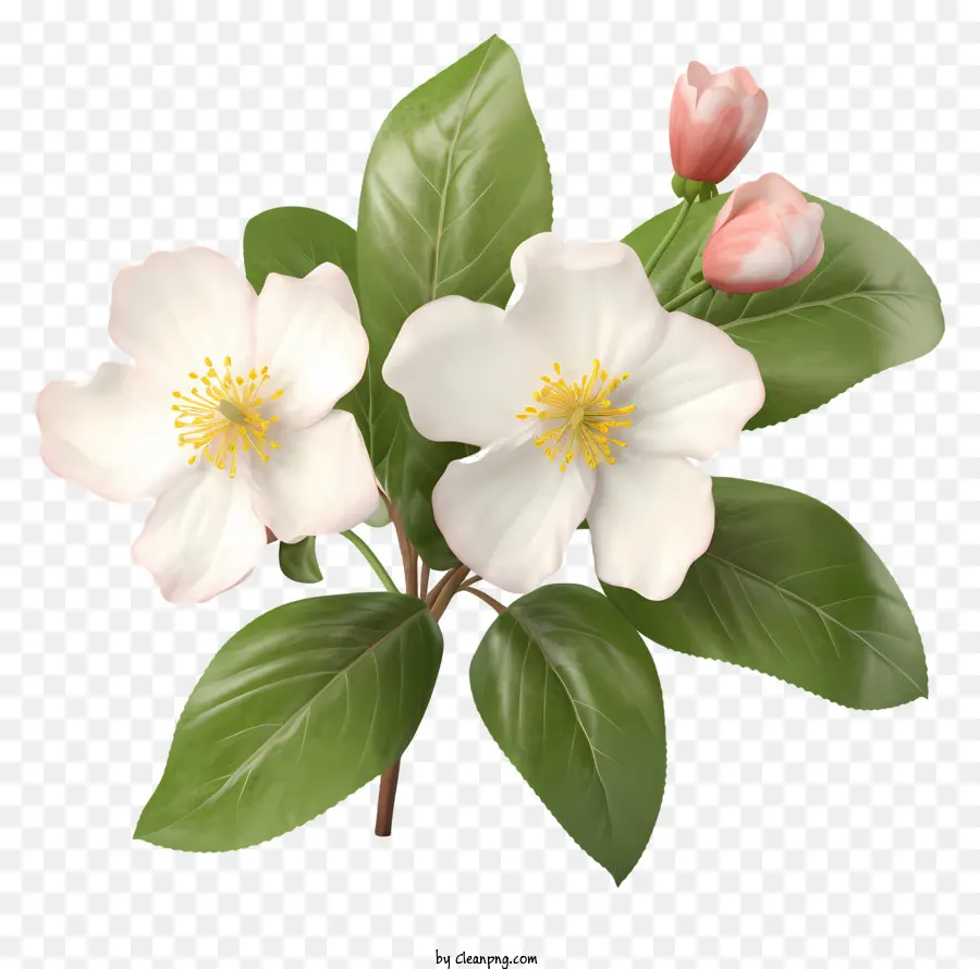 Fleurs Blanches，Des Pétales De Rose PNG