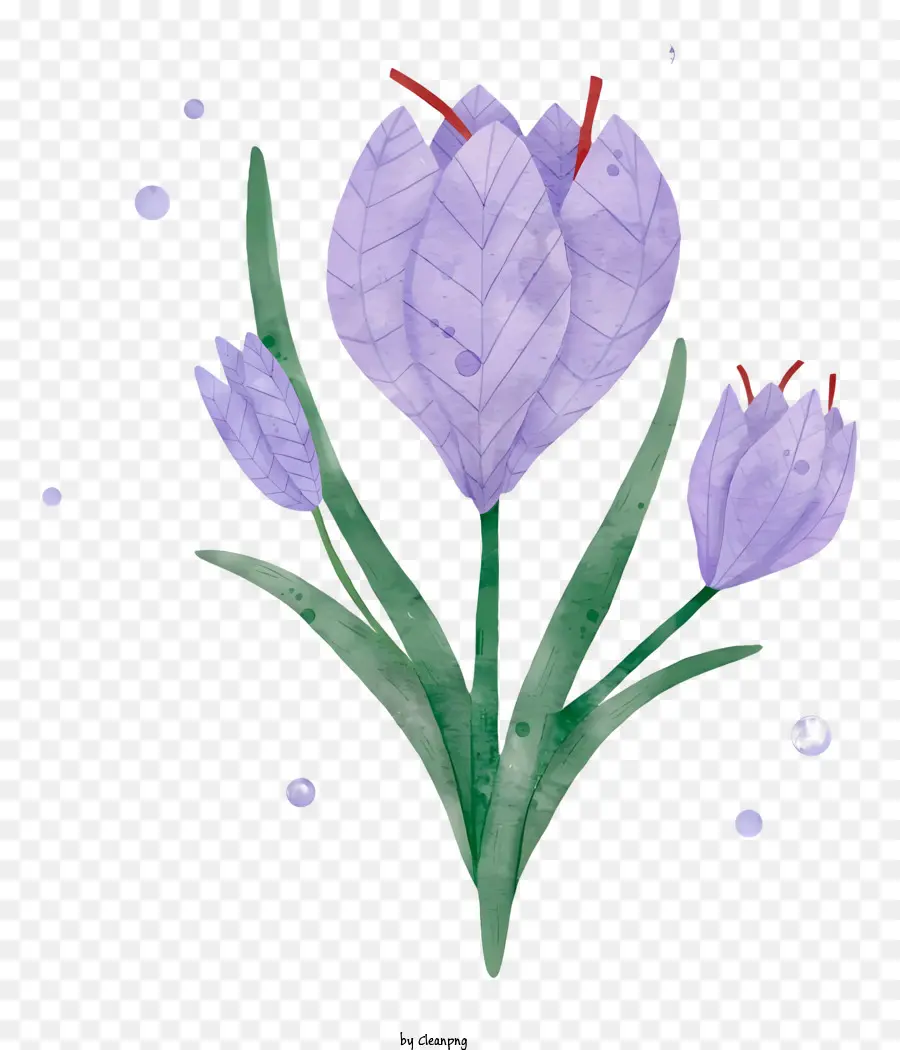 Fleur De Crocus Violet，Bulles PNG