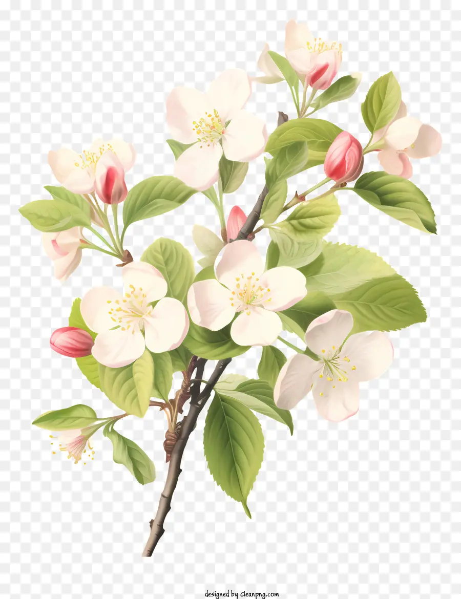 Branche D'arbre，Fleurs Blanches PNG