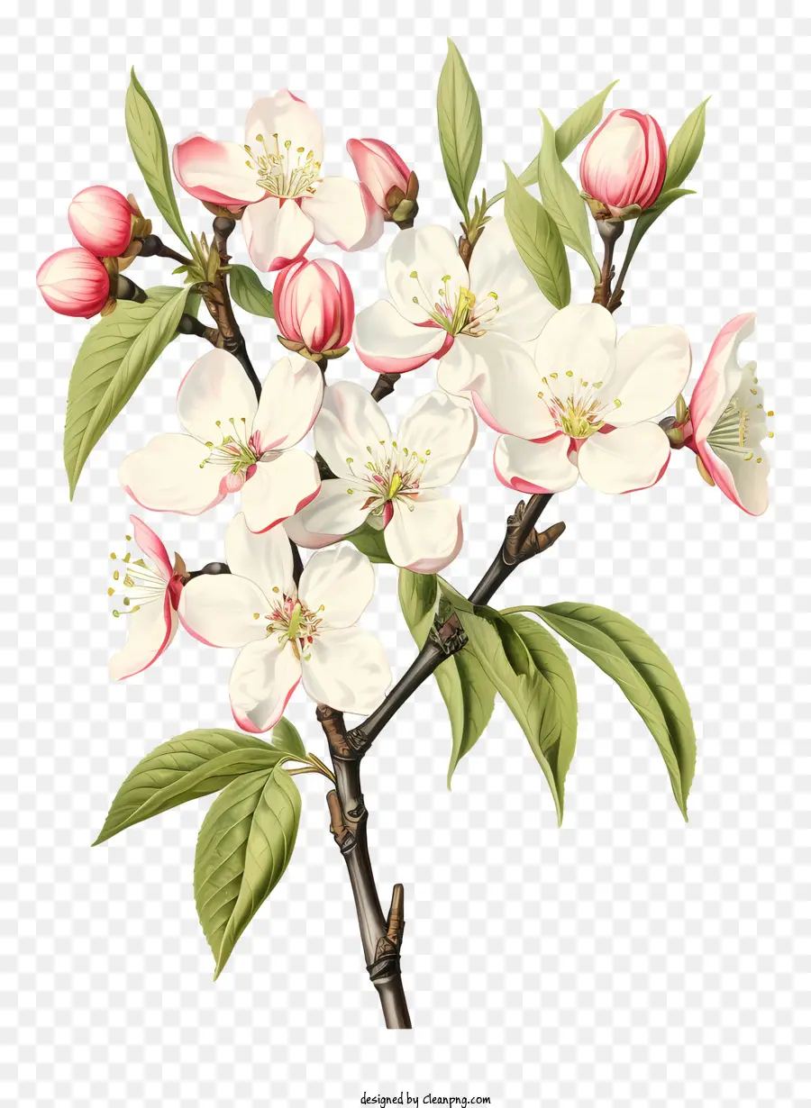 Fleurs De Pommier，Branche D'arbres Avec Des Fleurs PNG