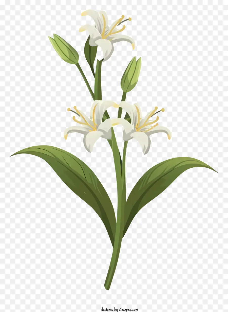 Blanc Fleur De Lys，Tiges Et Feuilles Vertes PNG