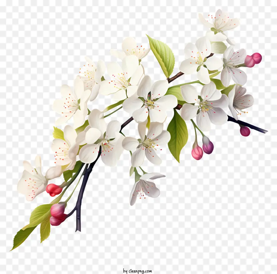 Fleurs Blanches，Buds Roses Et Verts PNG