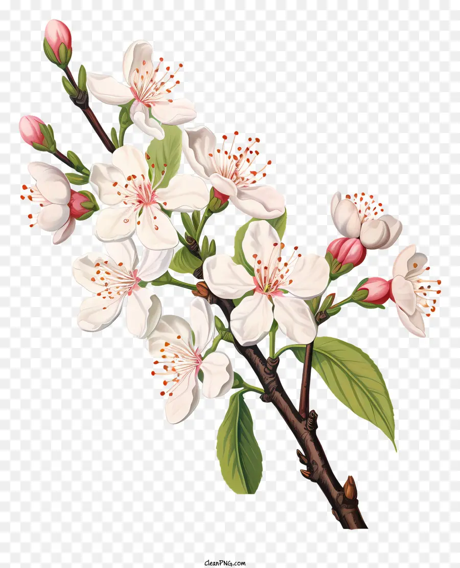 Fleurs De Cerisier，Blanc Fleurs De Cerisier PNG