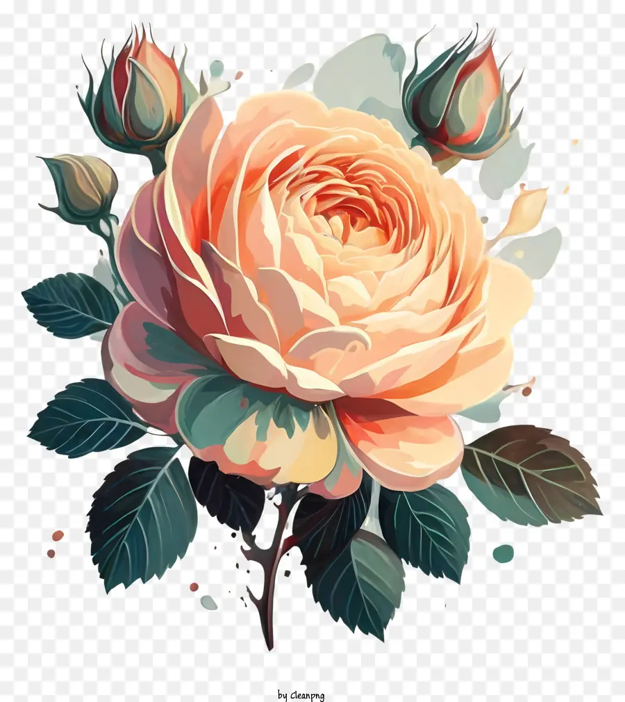 Rose Rose，Rose PNG