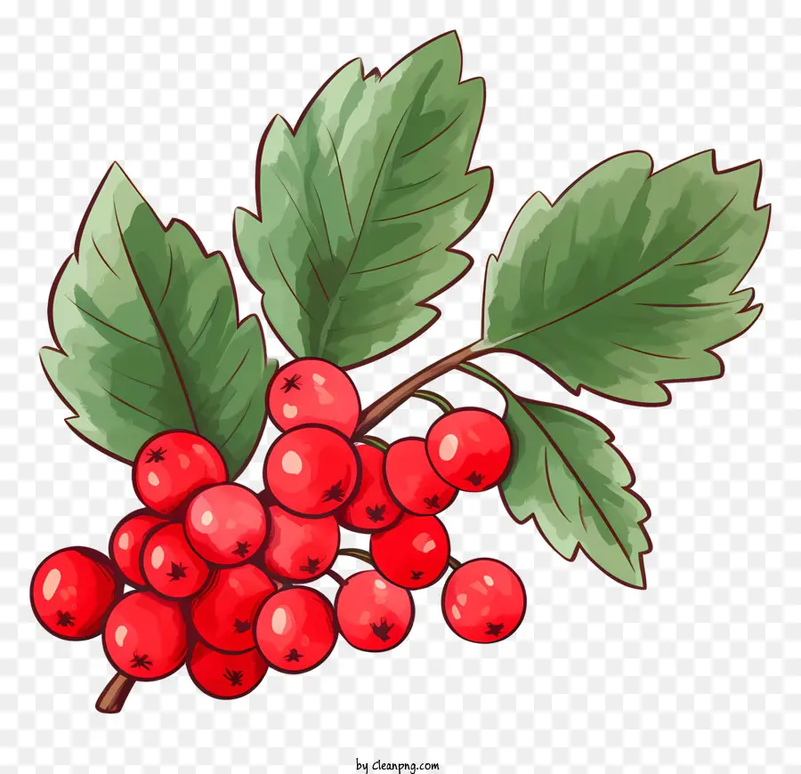Petite Branche，Fruits Rouges PNG