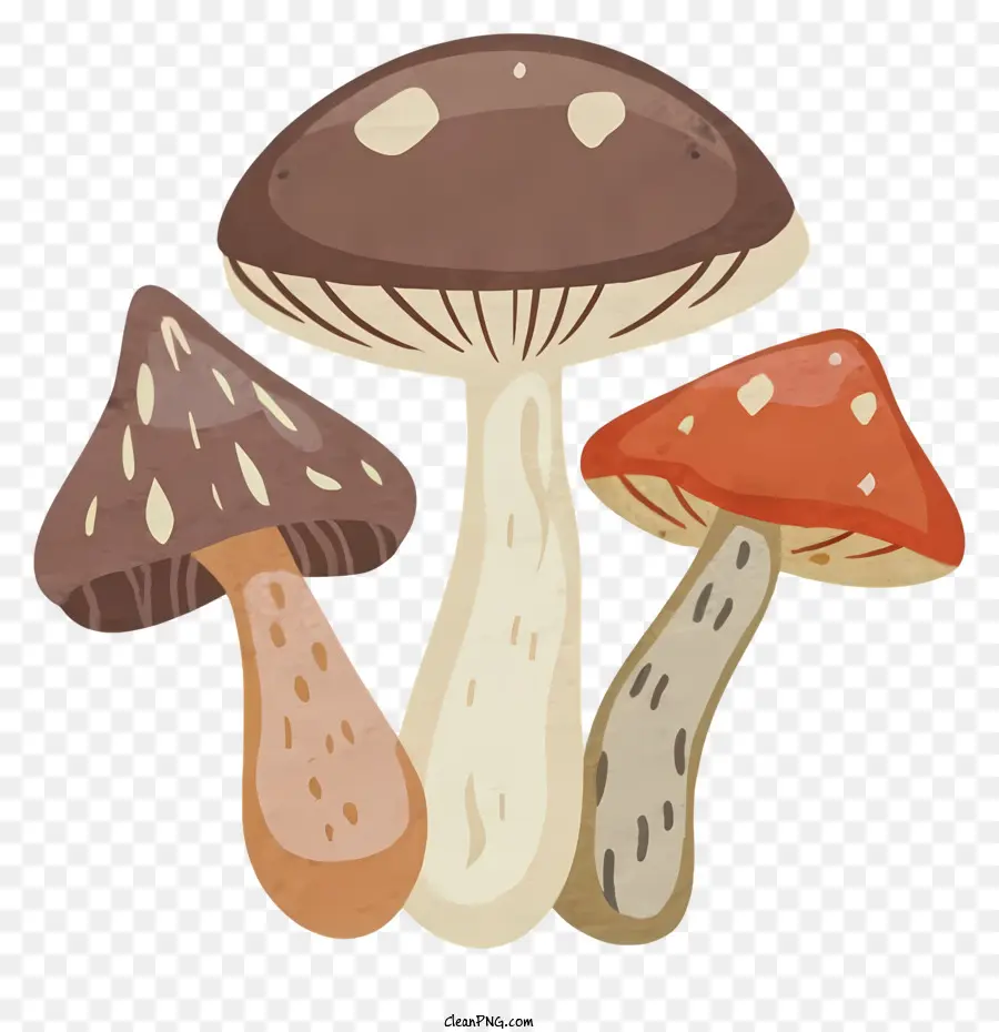 Champignons，Comestible PNG