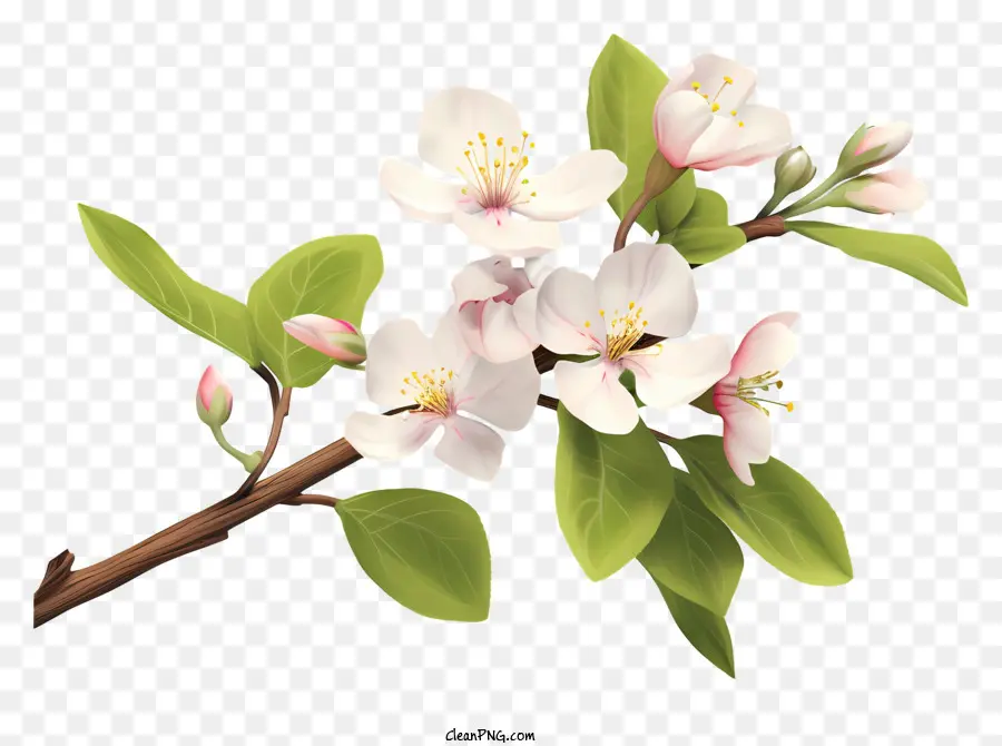 Branche D'arbre En Fleurs，Blossoms Roses Et Blancs PNG