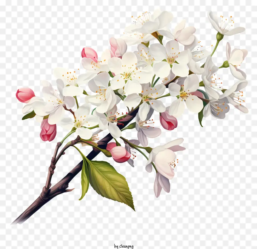 Pommier Blanc，Fleurs Roses PNG
