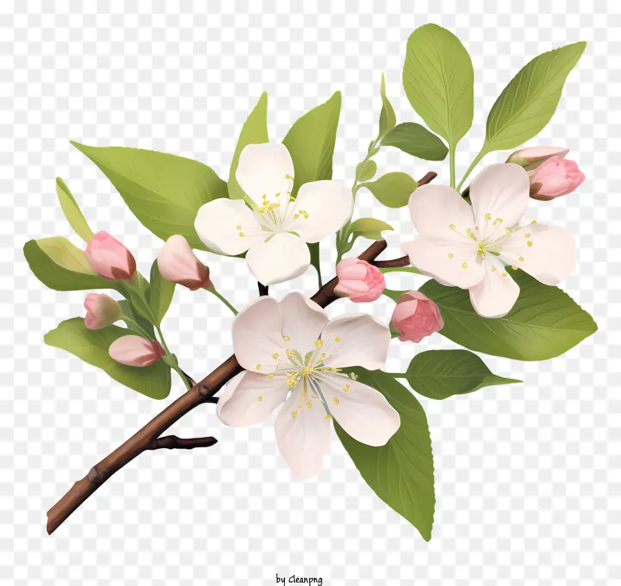 Branche D'arbre，Fleurs Blanches PNG